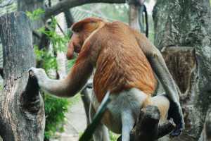 PROBOSCIS-MONKEY-2019-02